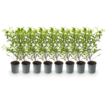 8x Ligustrum ovalifolium Aureum - Bontbladige Liguster - Haagplanten - Groenblijvend - Bont - Pot 9cm - Hoogte 35-45cm