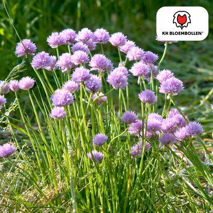Allium carolinianum 15 stuks