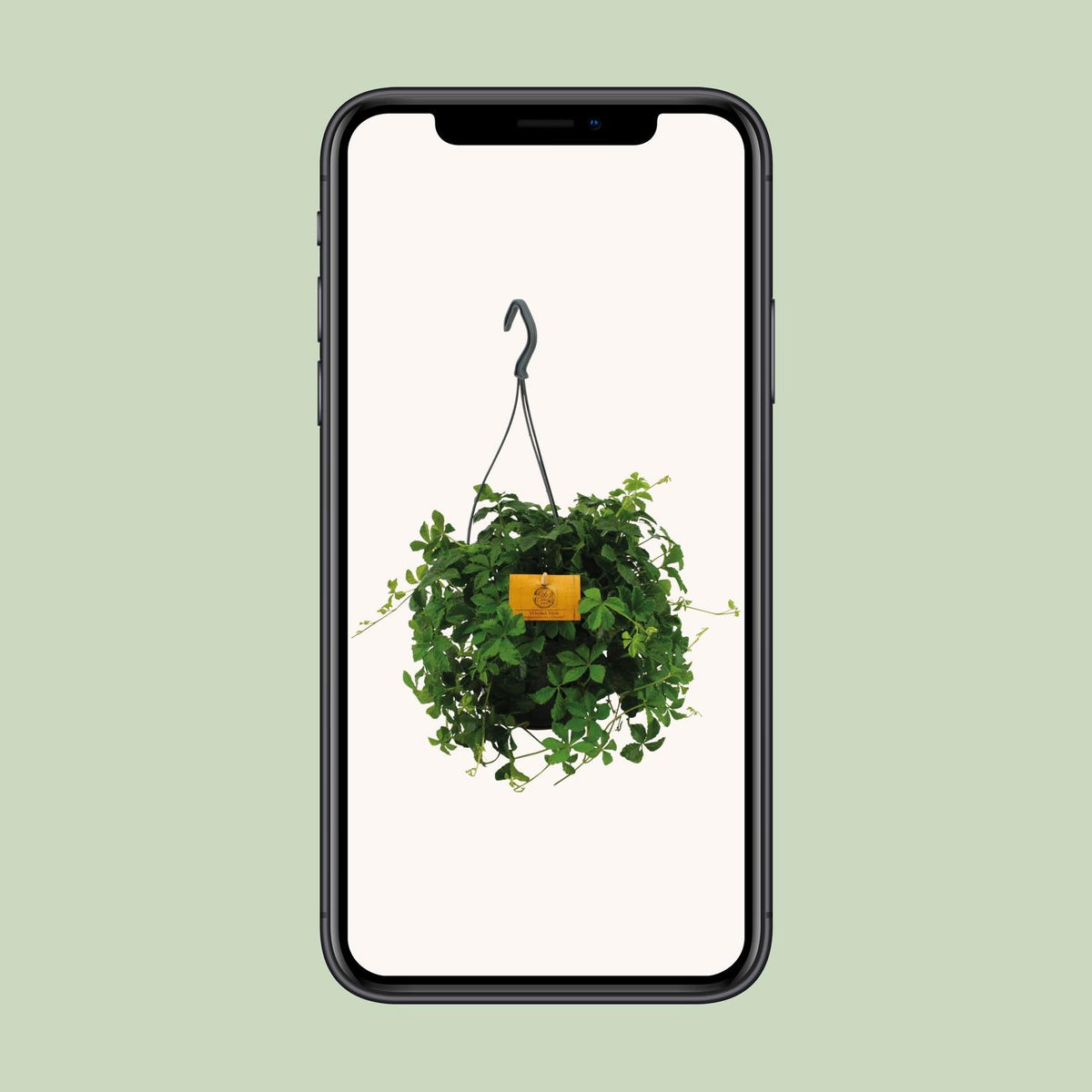 Parthenocissus Striatha Hang - Ø15cm - ↕15cm