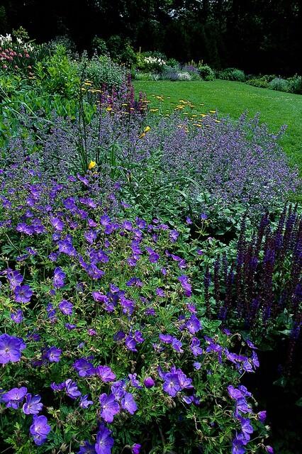 60x Geranium 'Johnson's Blue' - ↕10-25cm - Ø9cm