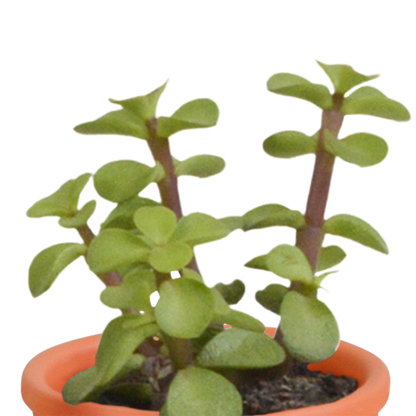 Cactus en vetplanten mix 5.5 cm | 15 stuks - in terracotta pot