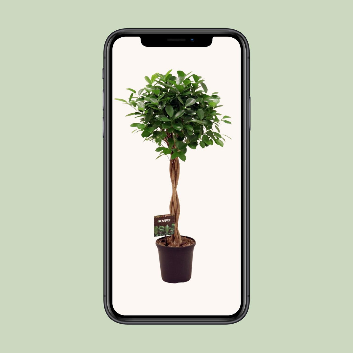 Ficus Micr. Moclame - Ø23cm - ↕100- 110cm