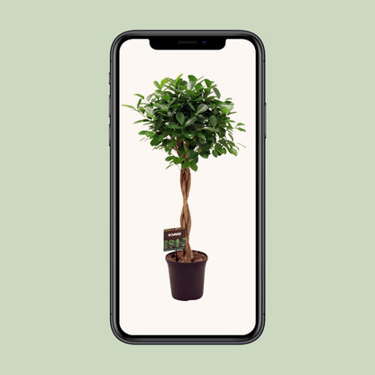 Ficus Micr. Moclame - Ø23cm - ↕100- 110cm