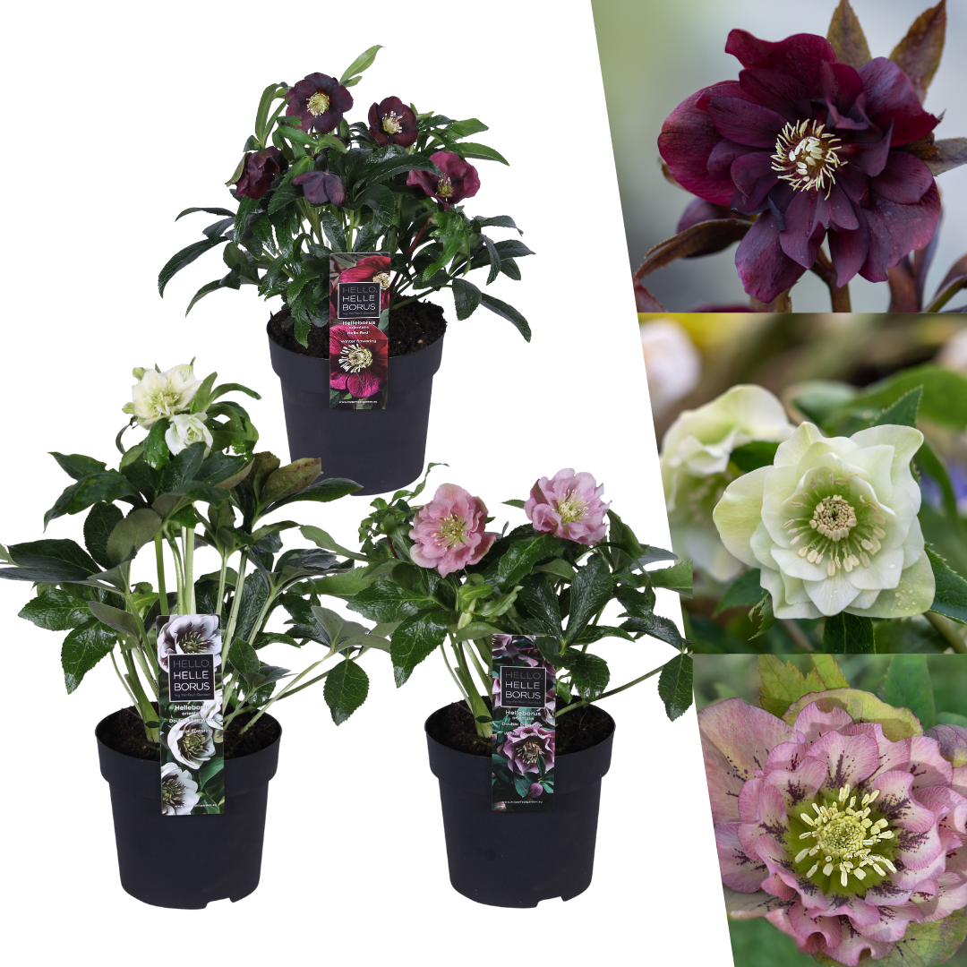 Helleborus Specials - 3 x Ø 14 cm - ↨ 25 cm