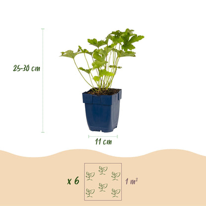 Vasteplant - Borderpakket - Schaduw - Diversen - Soorten en kleuren - 6 Planten - Pot 11cm - Hoogte 15-25cm