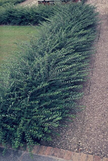 60x Lonicera pileata - ↕10-25cm - Ø9cm