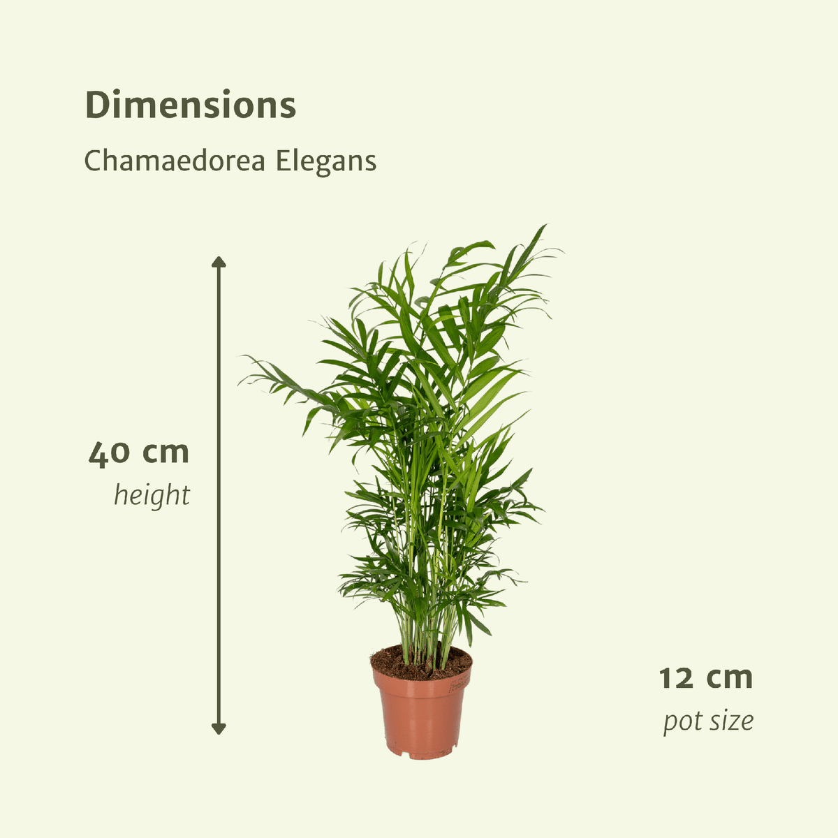 Chamaedorea Elegans (Mexicaanse Bergpalm) - 2 stuks - Ø12cm - ↕40cm