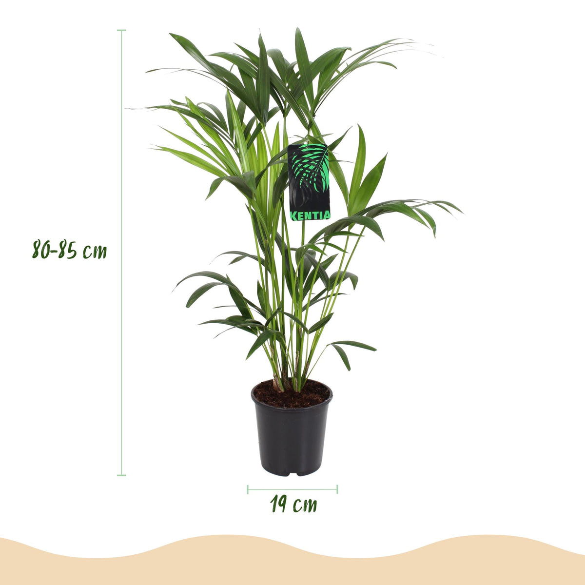 Kamerplant - Howea Forsteriana - Kentia Palm - Weinig Onderhoud - Groen - 2 planten - Pot 19cm - Hoogte 80-85cm