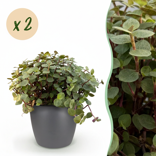 Kamerplant - Calissia repens - Kattengras - Huisdiervriendelijk - Groen - 2 Planten - met Potter Grijs - Pot 12cm - Hoogte 17-20cm