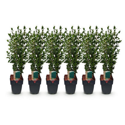 Haagplanten - Ligustrum ovalifolium -  blad groen - 6 planten - 1 strekkende meter - groenblijvend - pot 17cm hoogte 55cm