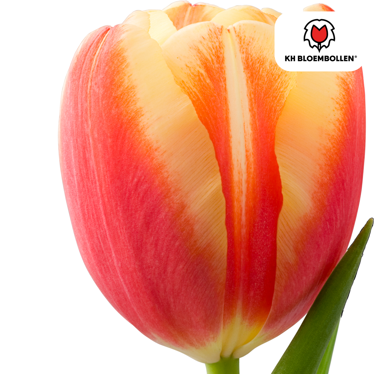 Tulpenbollen Jan Seignette – 20 Stuks | KH Bloembollen® | Rood-Geel Gestreepte Tulp – Klassiek & Opvallend – Voor Tuin of Pot – Maat 11/12 – Vers van de Teler