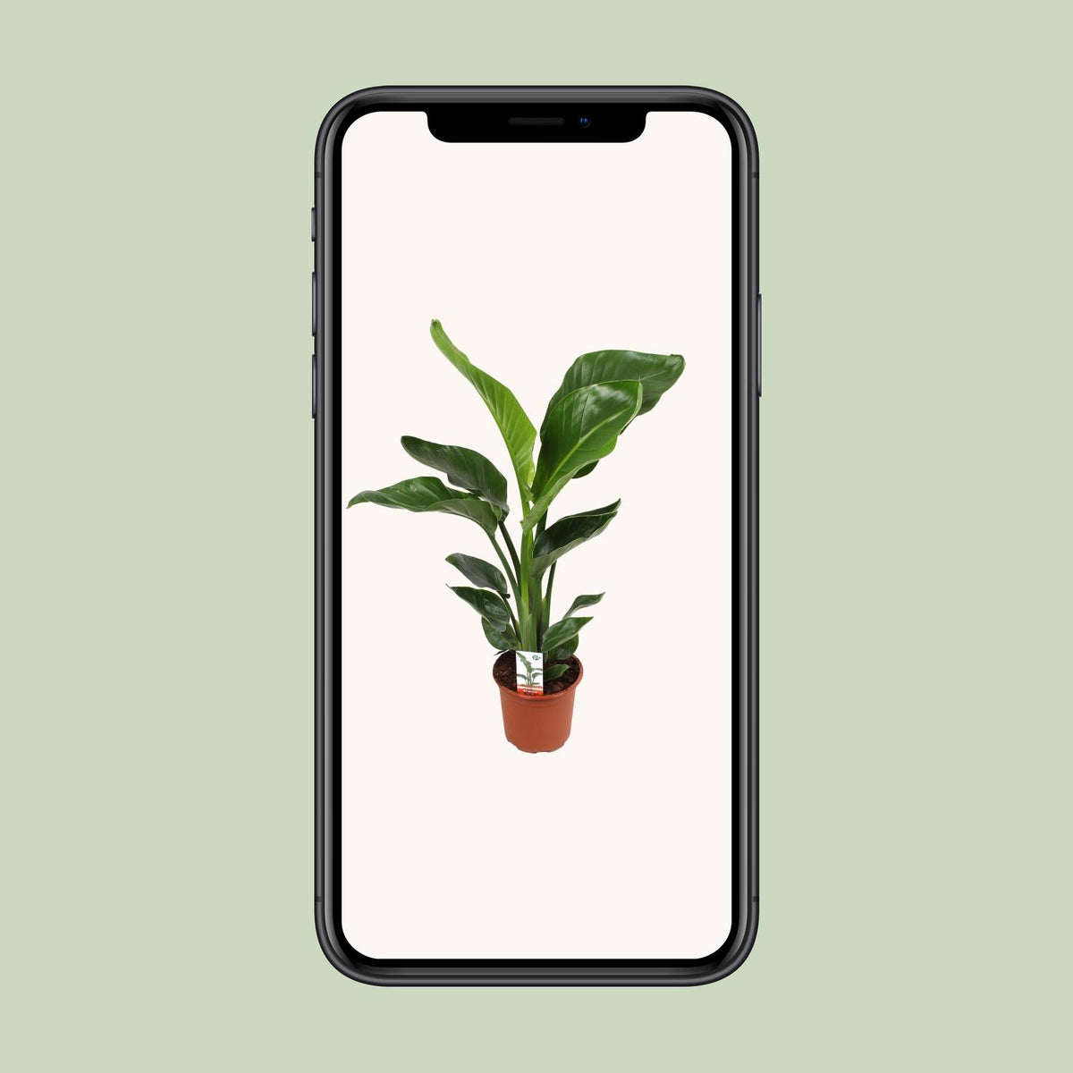 Strelitzia Nicolai - Ø17cm - ↕70cm