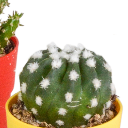 Cactus mix 5.5 cm - 5x - in gekleurde plasticpot