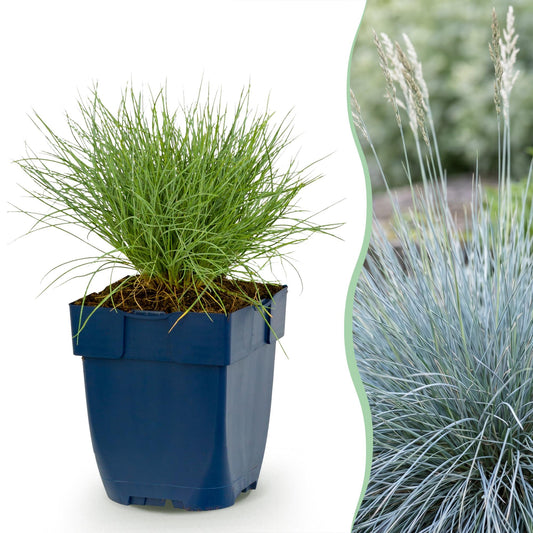 Vasteplant - Festuca glauca - Blauwgras - Groenblijvend - Blauw - 6 Planten - Pot 11cm - Hoogte 15-25cm