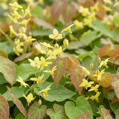 Vasteplant - Epimedium perralch. Frohnleiten - Elfenbloem - Schaduw - Geel - 6 Planten - Pot 11cm - Hoogte 15-25cm