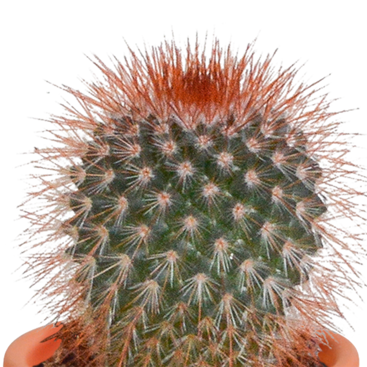 Cactus en vetplanten mix 5.5 cm | 15 stuks - zonder pot