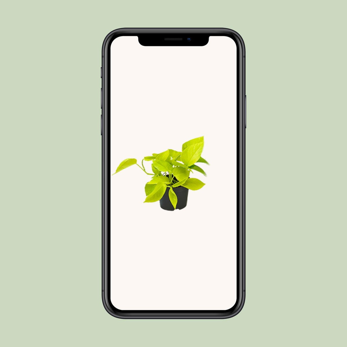 Epipremnum Golden Pothos - Scindapsus - PROMO - Ø12 - ↕15cm