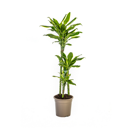 Dracaena Fragrans Golden Coast Ø21cm - ↕90 - 110cm