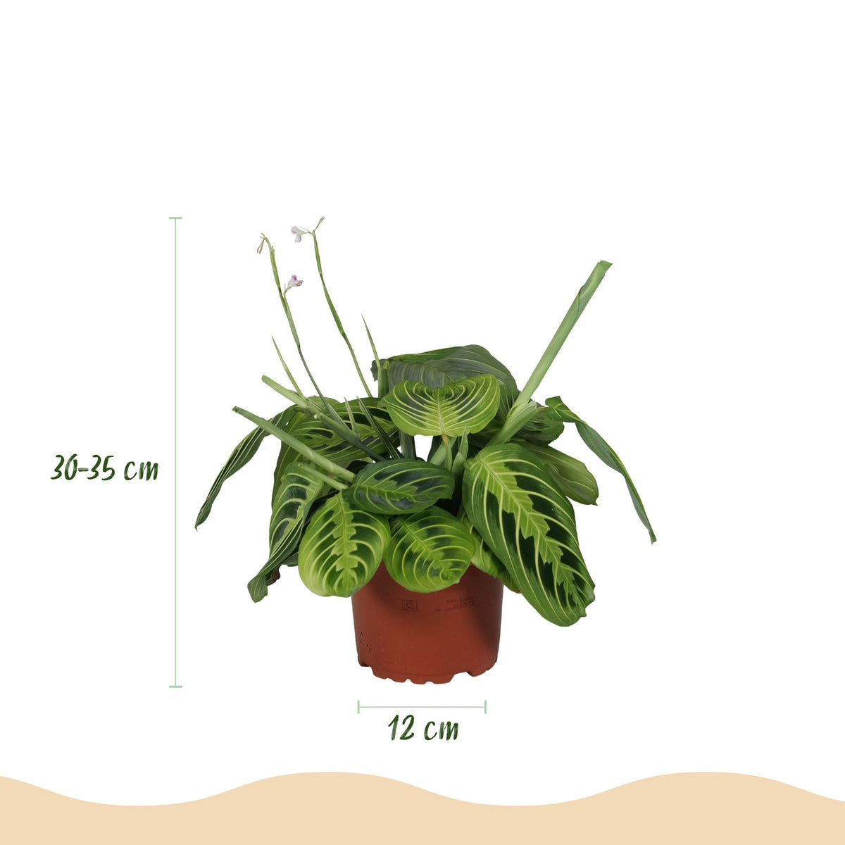 Kamerplant - Maranta Fascinator Lemon Lime - Gebedsplant - Huisdiervriendelijke Plant - Groen - 1 Plant - met Potter Wit - Pot 12cm - Hoogte 25cm