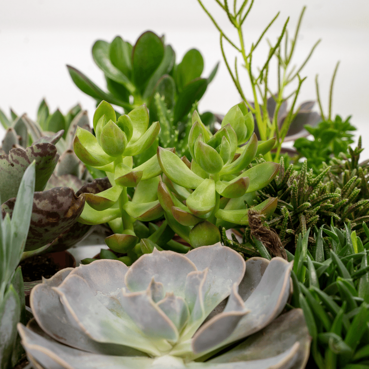 Everspring - Succulenten Mix - 10 cm - Ø8,5 - 18