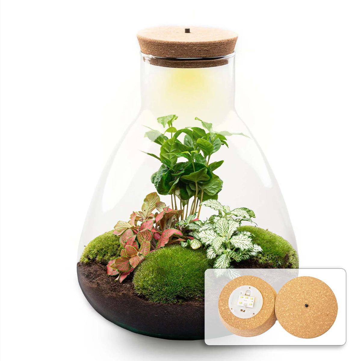 DIY Planten terrarium met licht - Sam Coffea - Ø 24,5 cm ↑ 30 cm - Normal