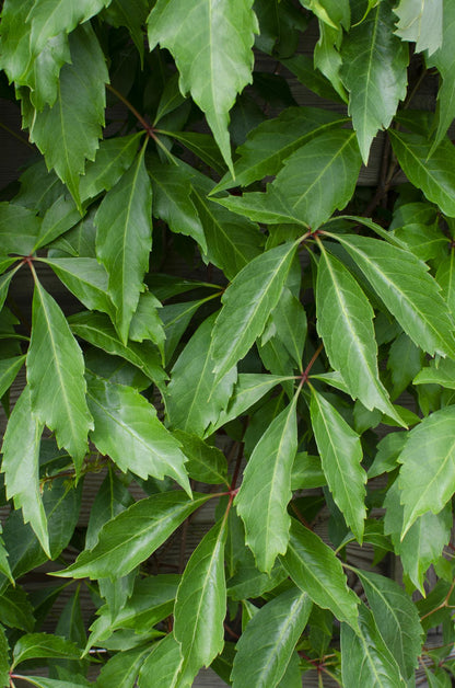 3x - Parthenocissus q. var. 'Engelmannii' - ↨65cm - Ø15