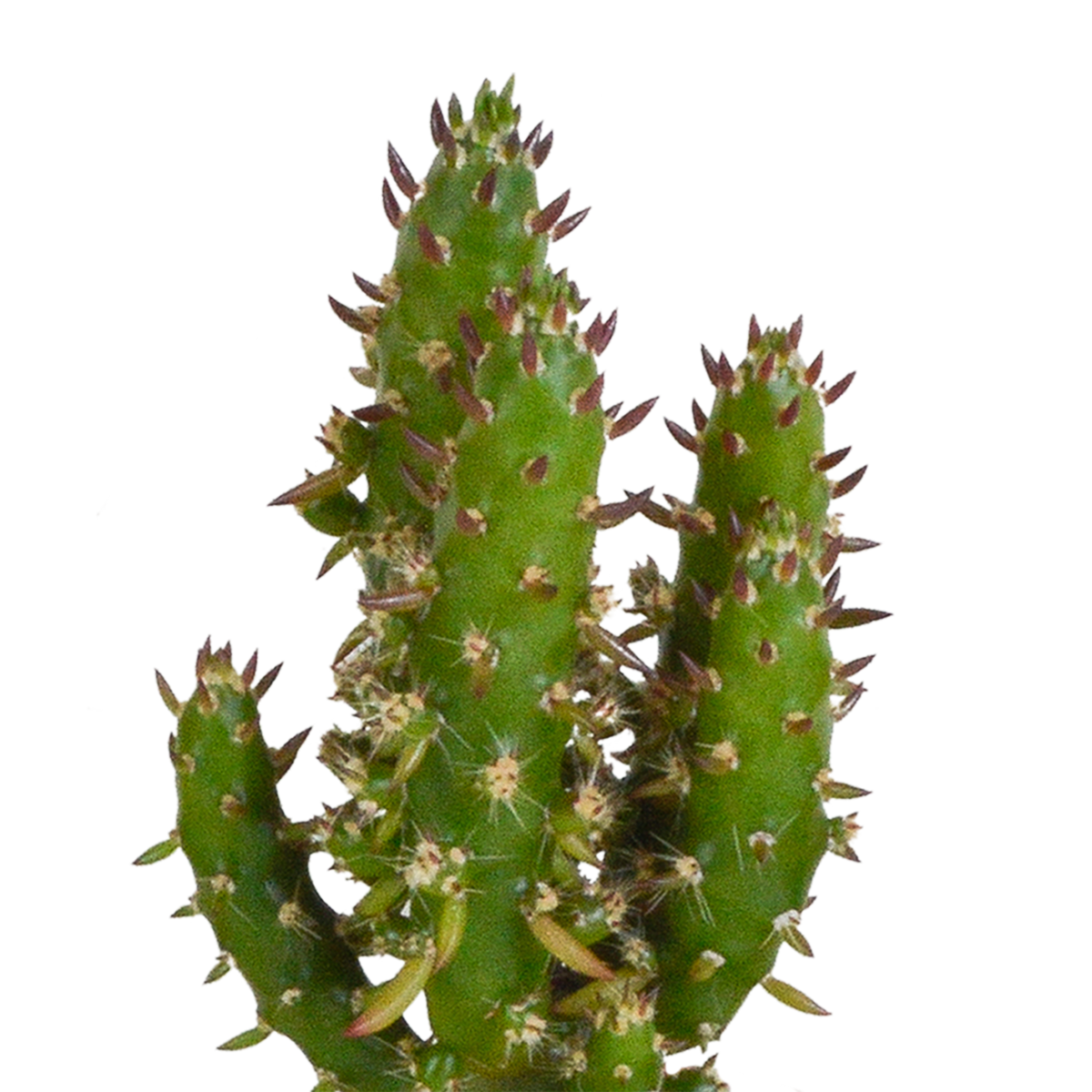 Cactus mix 5.5 cm - 5x - in witte pot