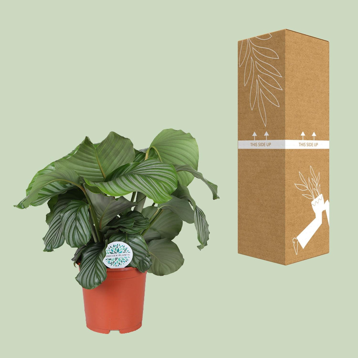 Calathea Orbifolia - Ø21cm - ↕65cm