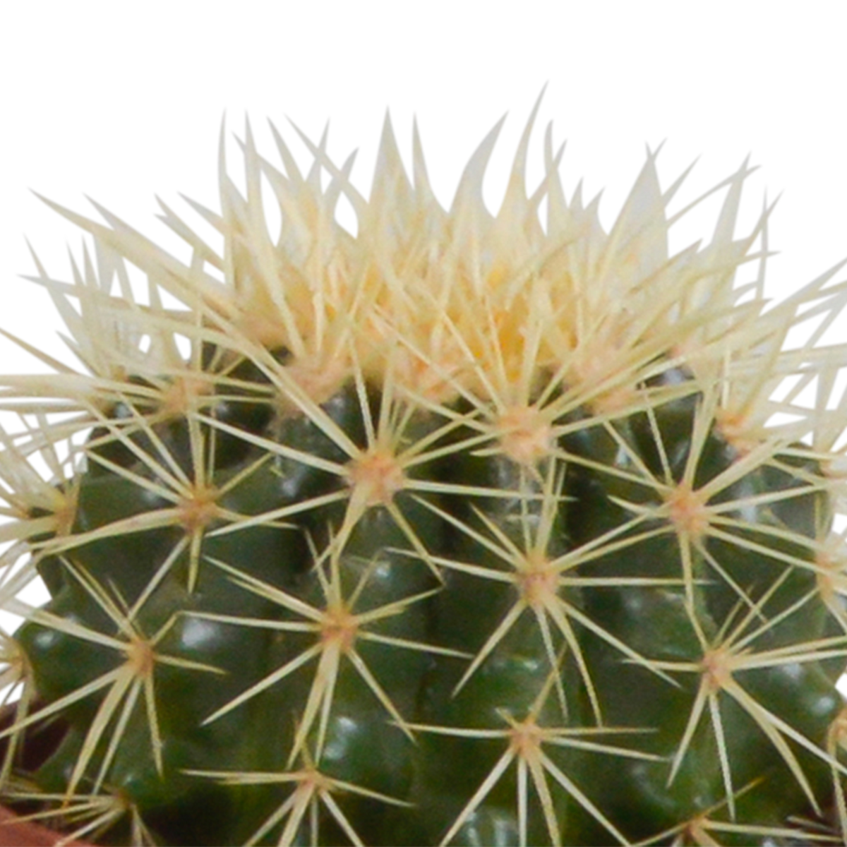 Cactus mix 10.5 cm - 3x - zonder pot