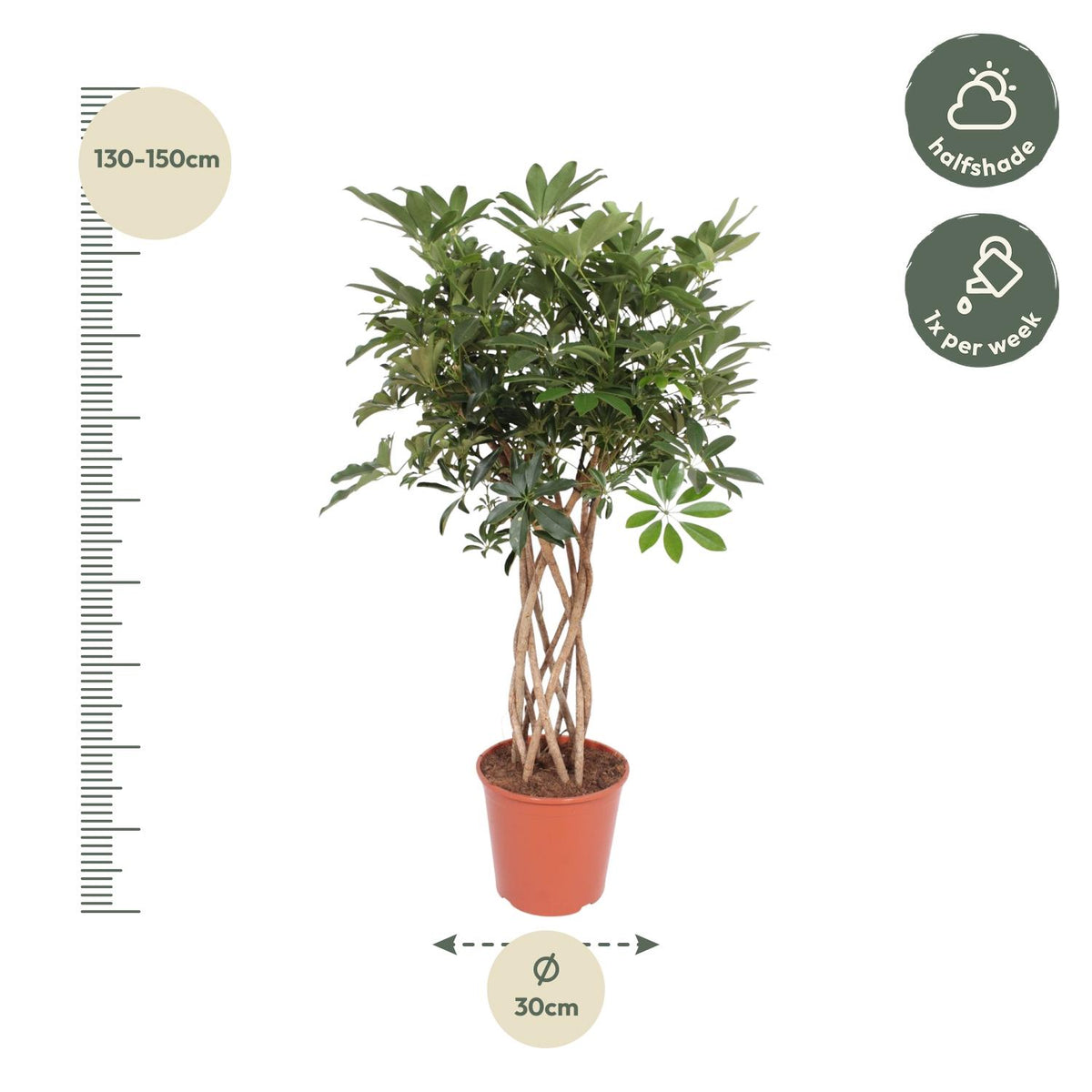 Schefflera Arboricola Compacta gevlochten stam - 130 cm - ø30