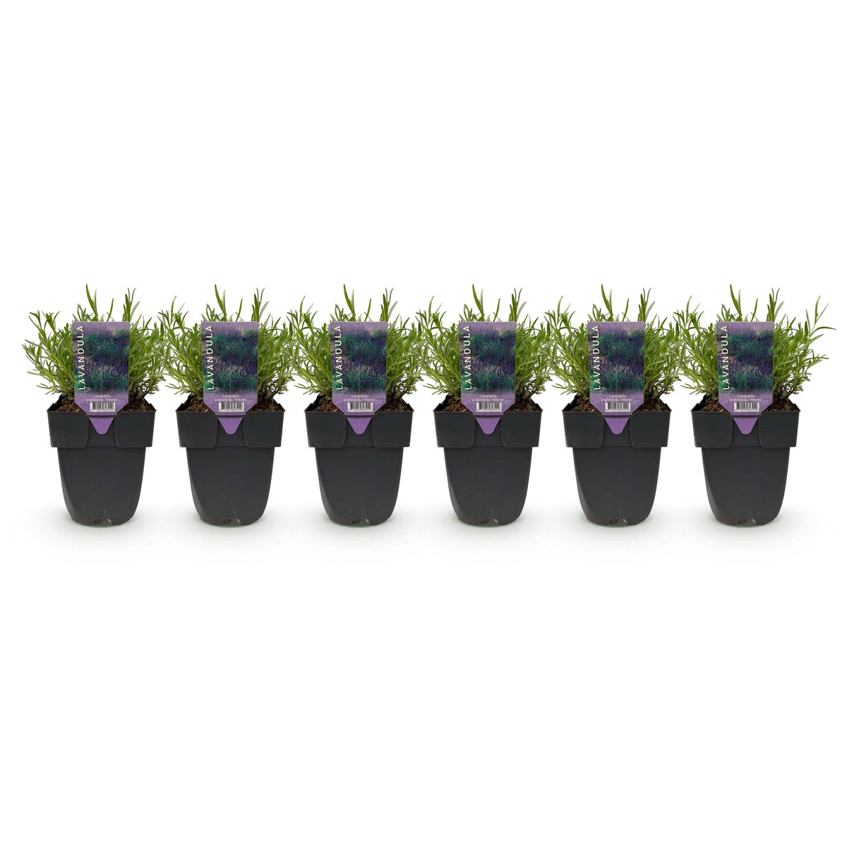 Haagplanten - Lavandula angustifolia Hidcote -  blad grijs - 6 planten - 1 strekkende meter - groenblijvend - pot 17cm hoogte 30cm