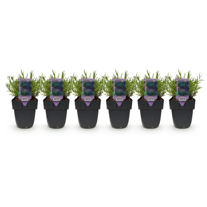 Haagplanten - Lavandula angustifolia Hidcote -  blad grijs - 6 planten - 1 strekkende meter - groenblijvend - pot 17cm hoogte 30cm