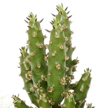 Cactus mix 5.5 cm - 5x - in Mexicaanse pot
