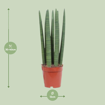 Sansevieria Straight - Ø12cm - ↕40cm
