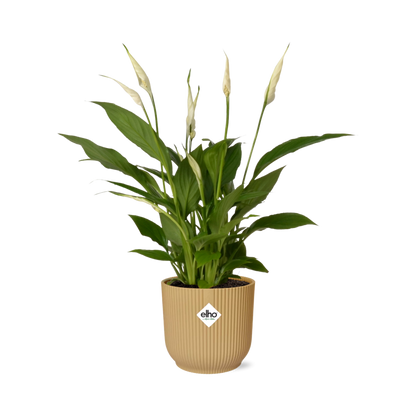 Spathiphyllum 12 Cm Torelli  in ELHO Vibes Fold 14cm geel