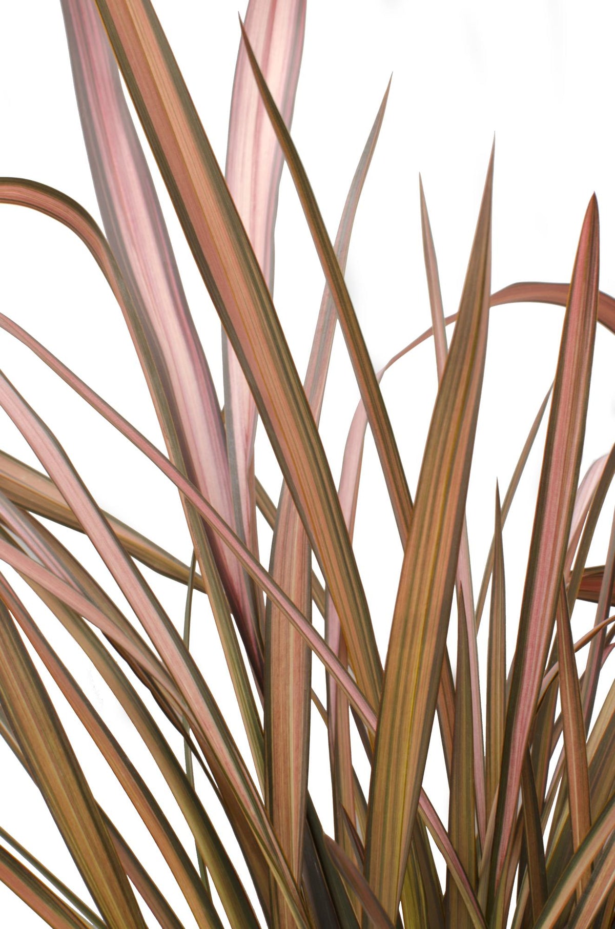 Phormium 'Pink Flamingo' - Ø14cm - ↕50cm