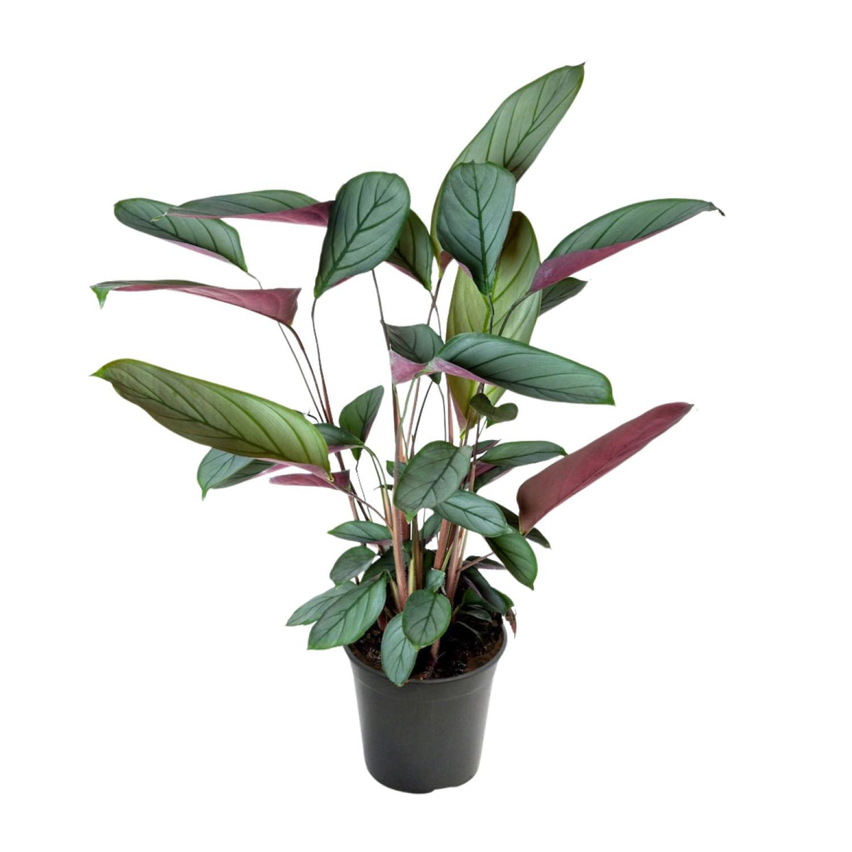 Ctenanthe Setosa - Ø17cm - ↕60cm