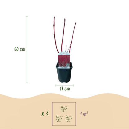 Heesters - Cornus sibirica - Rode Takken - 1 Plant - Bladverliezend - Weinig Onderhoud - Pot 17cm Hoogte 45cm