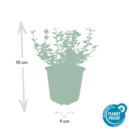12x Euonymus fort. 'Emerald Gaiety' - ↕10-25cm - Ø9cm