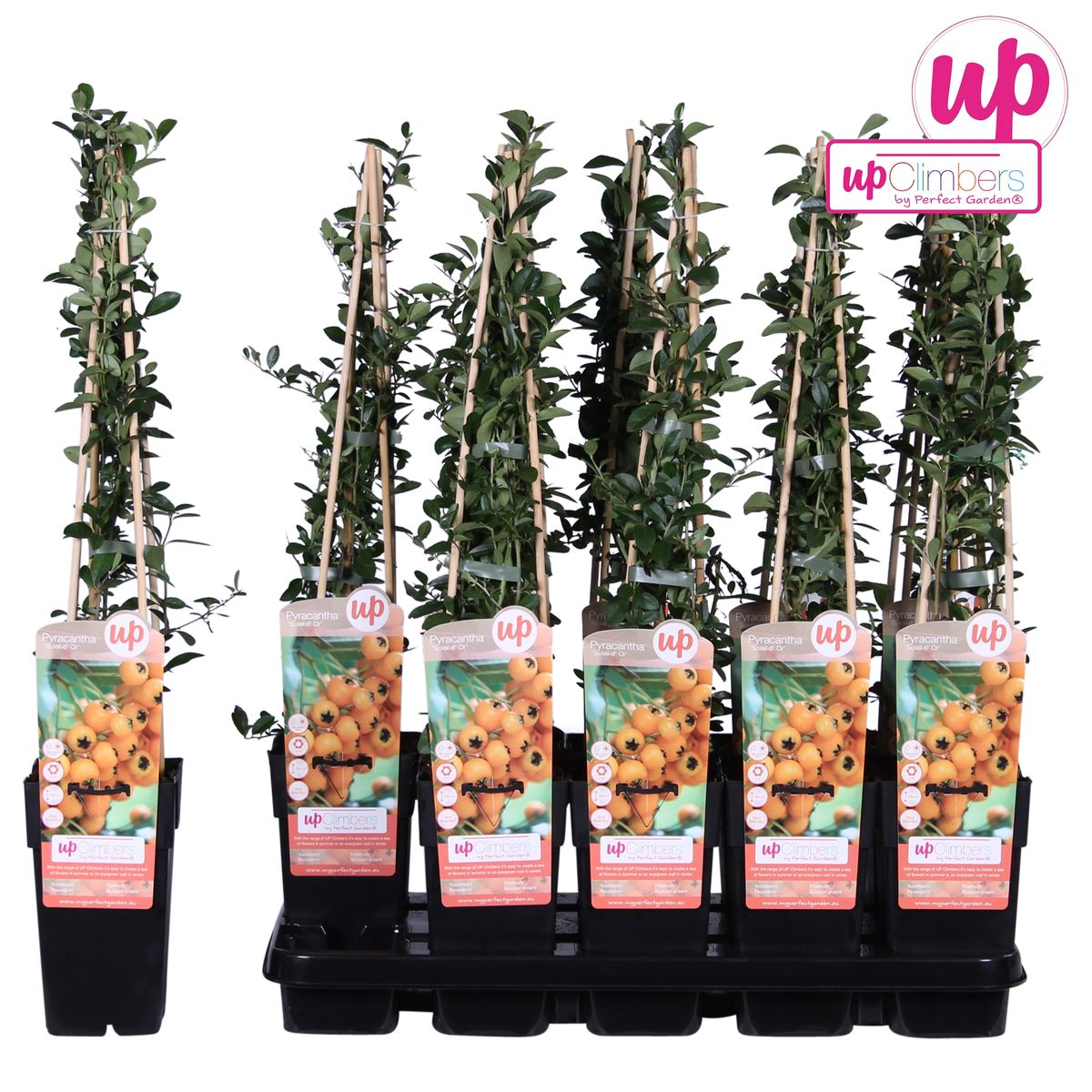 Pyracantha 'Soleil dOr' - Ø15cm - ↕65cm