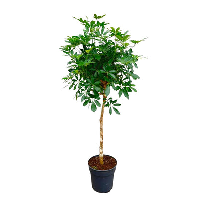 Schefflera op stam - 170cm - ø30