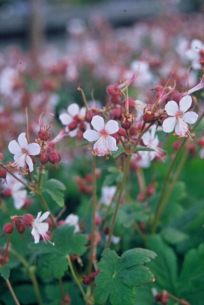 6x Geranium macr. 'Spessart' - ↕10-25cm - Ø9cm