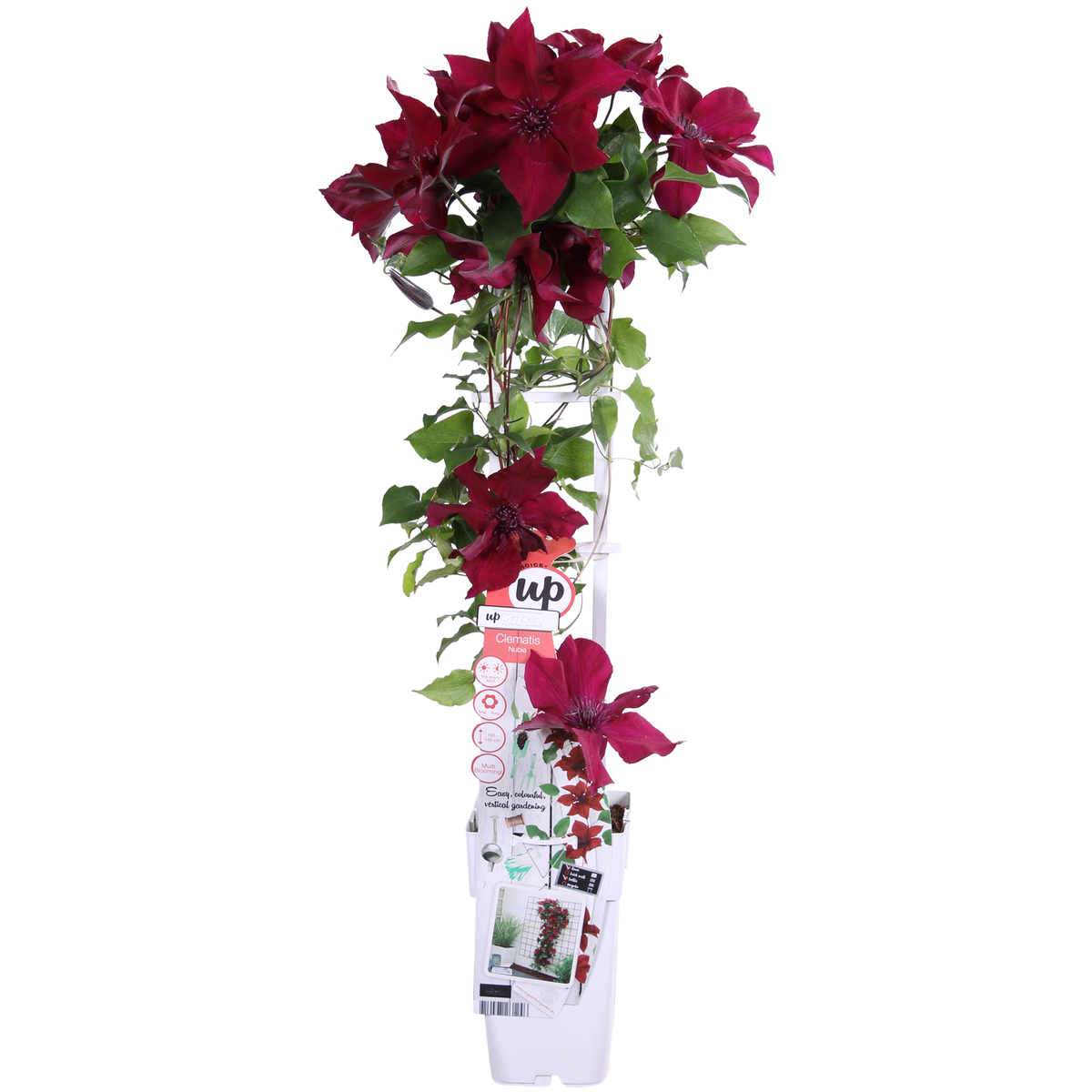 Clematis Nubia - Clematis Evison Rood - Ø15cm - ↕65cm - Ø15 - ↨65cm