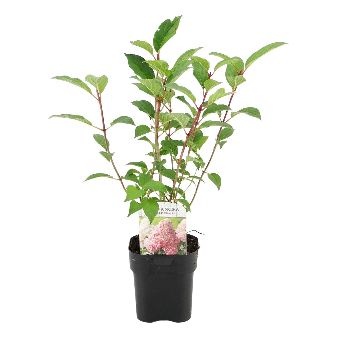Pluim Hortensia - Hydrangea panniculata Vanille Fraise - Bloem Wit Roze  - 1 Plant - Bladverliezend - Grote Bloemen - Pot 17cm Hoogte 50cm