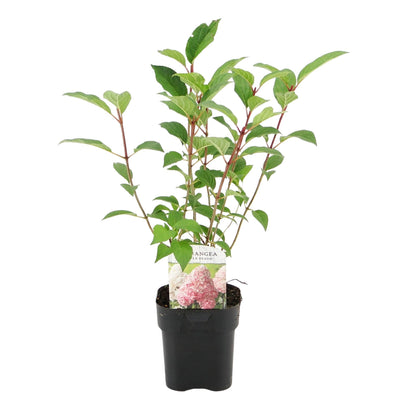 Pluim Hortensia - Hydrangea panniculata Vanille Fraise - Bloem Wit Roze  - 1 Plant - Bladverliezend - Grote Bloemen - Pot 17cm Hoogte 50cm