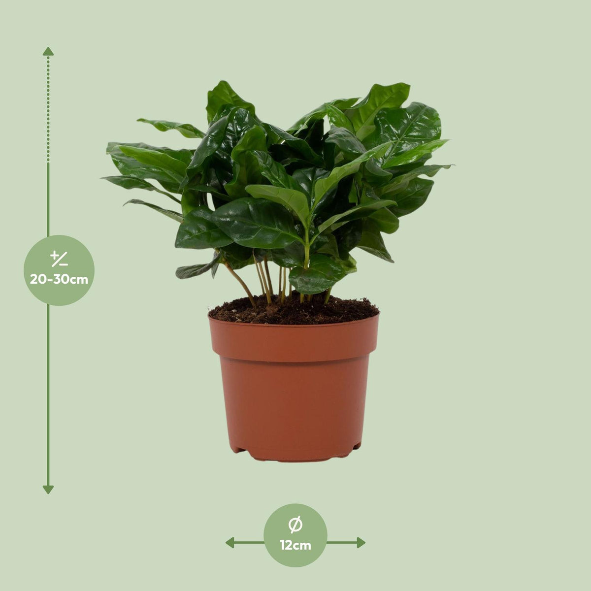 Coffea Arabica 12cm - Ø12cm - ↕22cm
