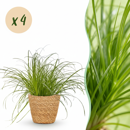 Kamerplant - Cyperus alternifolius Zumula - Kattengras - Huisdiervriendelijke Plant - Groen - 4 Planten - met Mand - Pot 12cm - Hoogte 20cm