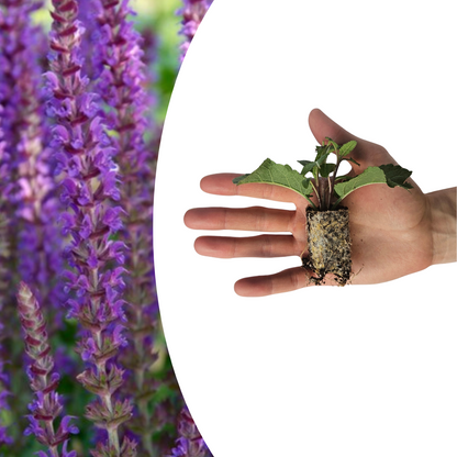 Salvia – 6 Pluggen | Kweek & Geniet van Prachtige Salvia