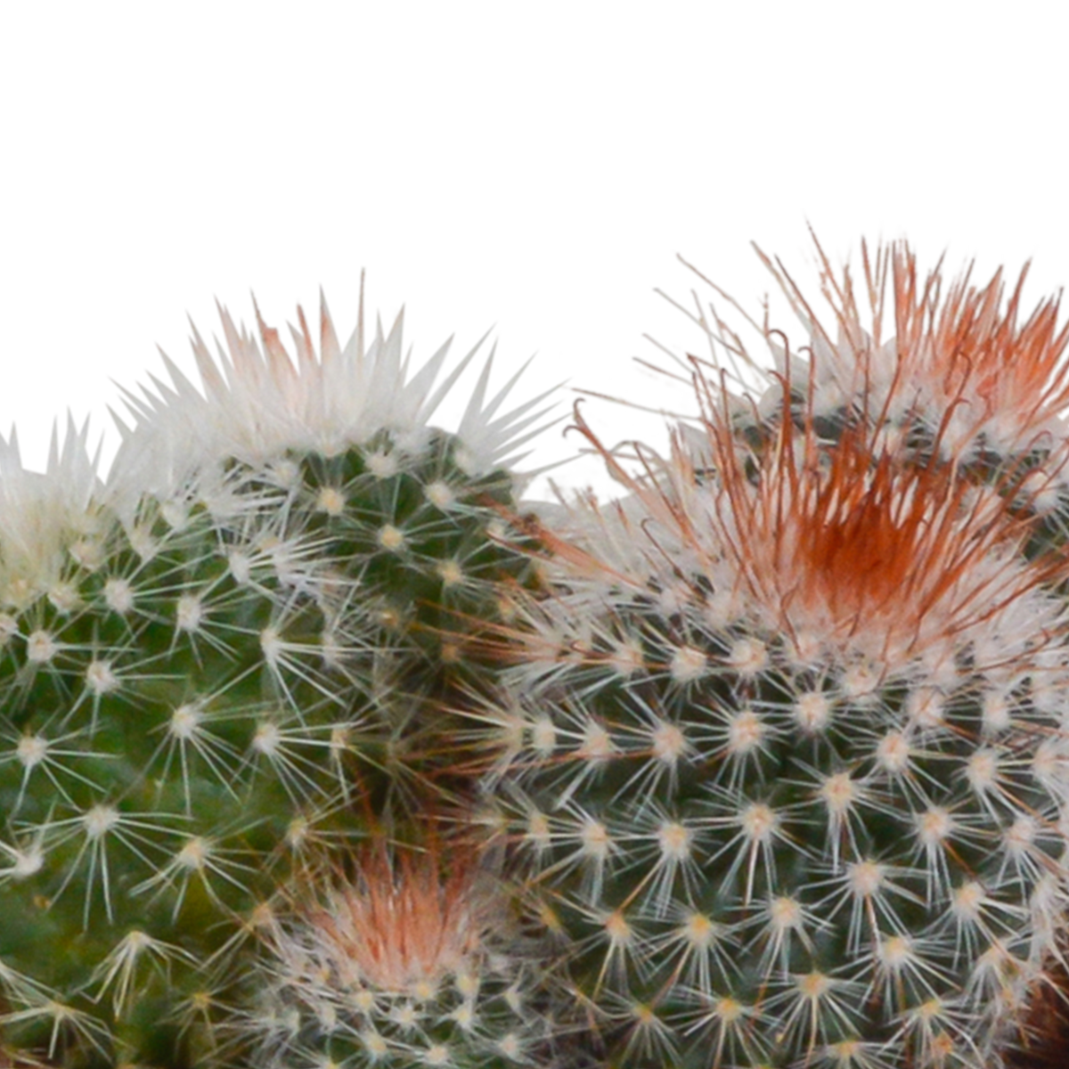 Bolcactus mix 8,5 cm | 3 stuks - in witte pot
