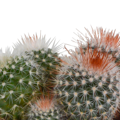 Bolcactus mix 8,5 cm | 3 stuks - in witte pot